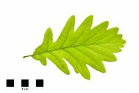 Chêne - Feuille sur fond blanc (Quercus robur) 